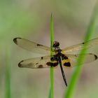 Rhyothemis phyllis