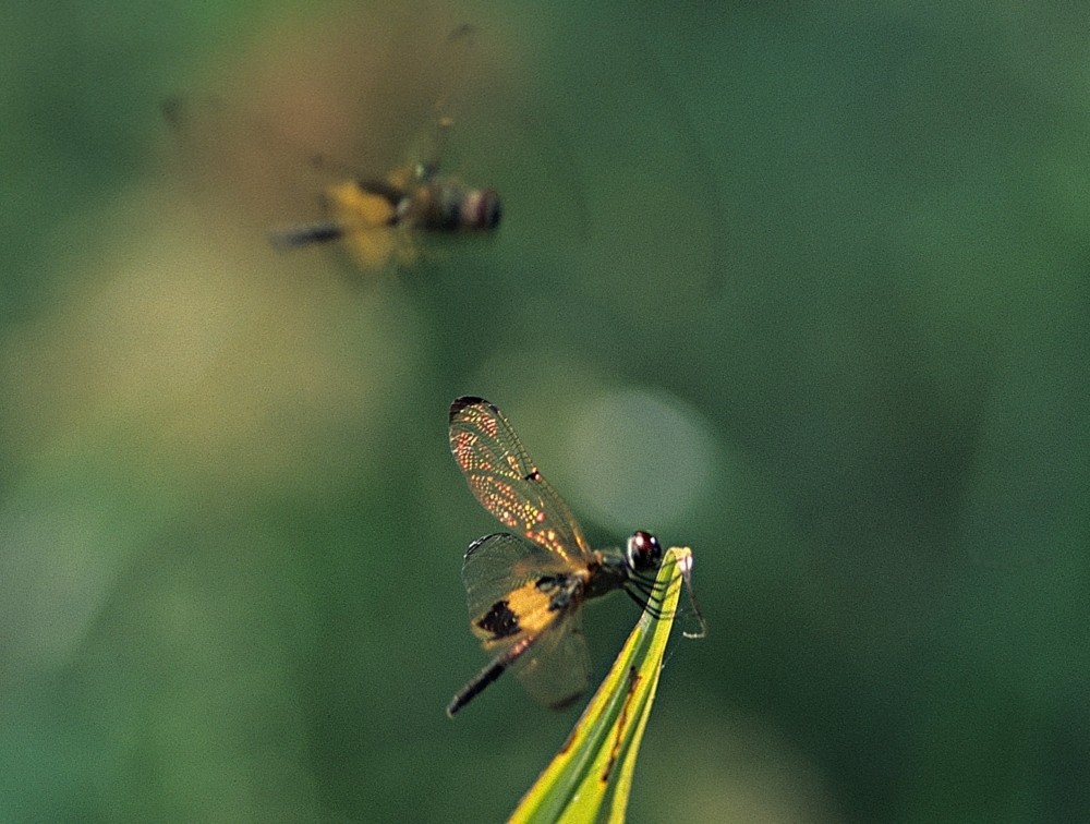 Rhyothemis phyllis (Thailand)