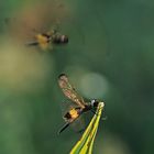 Rhyothemis phyllis (Thailand)