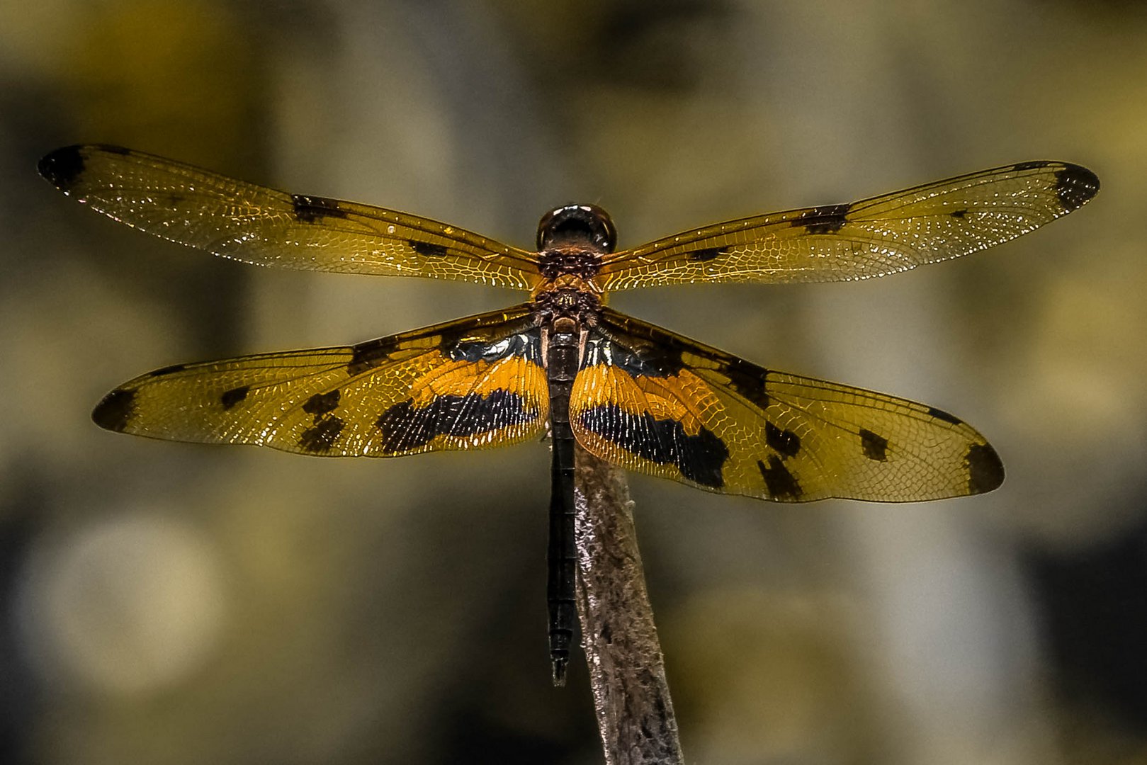 Rhyothemis variegata 