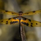 Rhyothemis variegata 