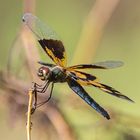 Rhyothemis variegata  Weibchen