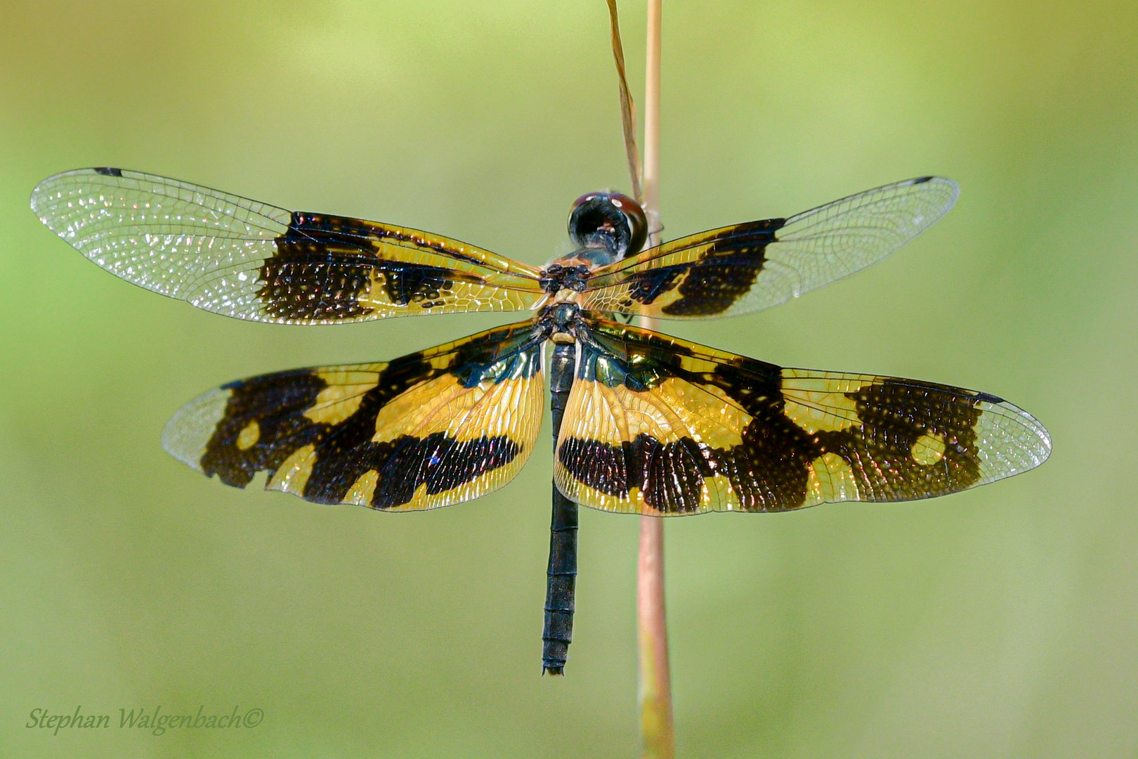 Rhyothemis variegata weiblich