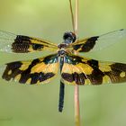 Rhyothemis variegata weiblich