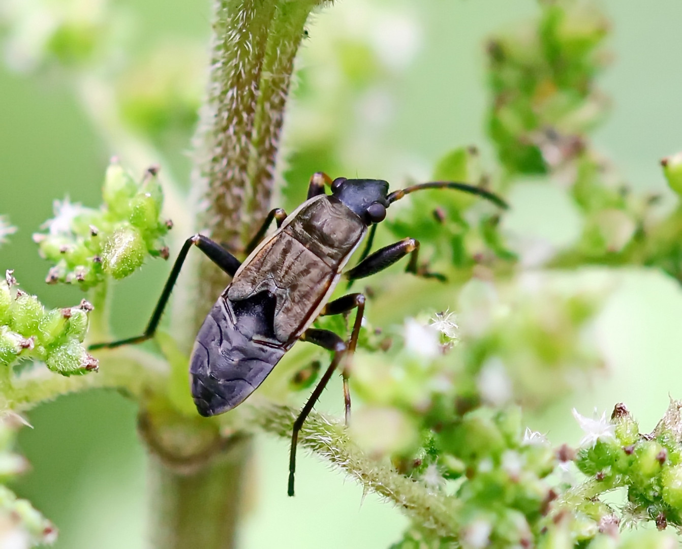 Rhyparochromus pini,Larve  Nr.1