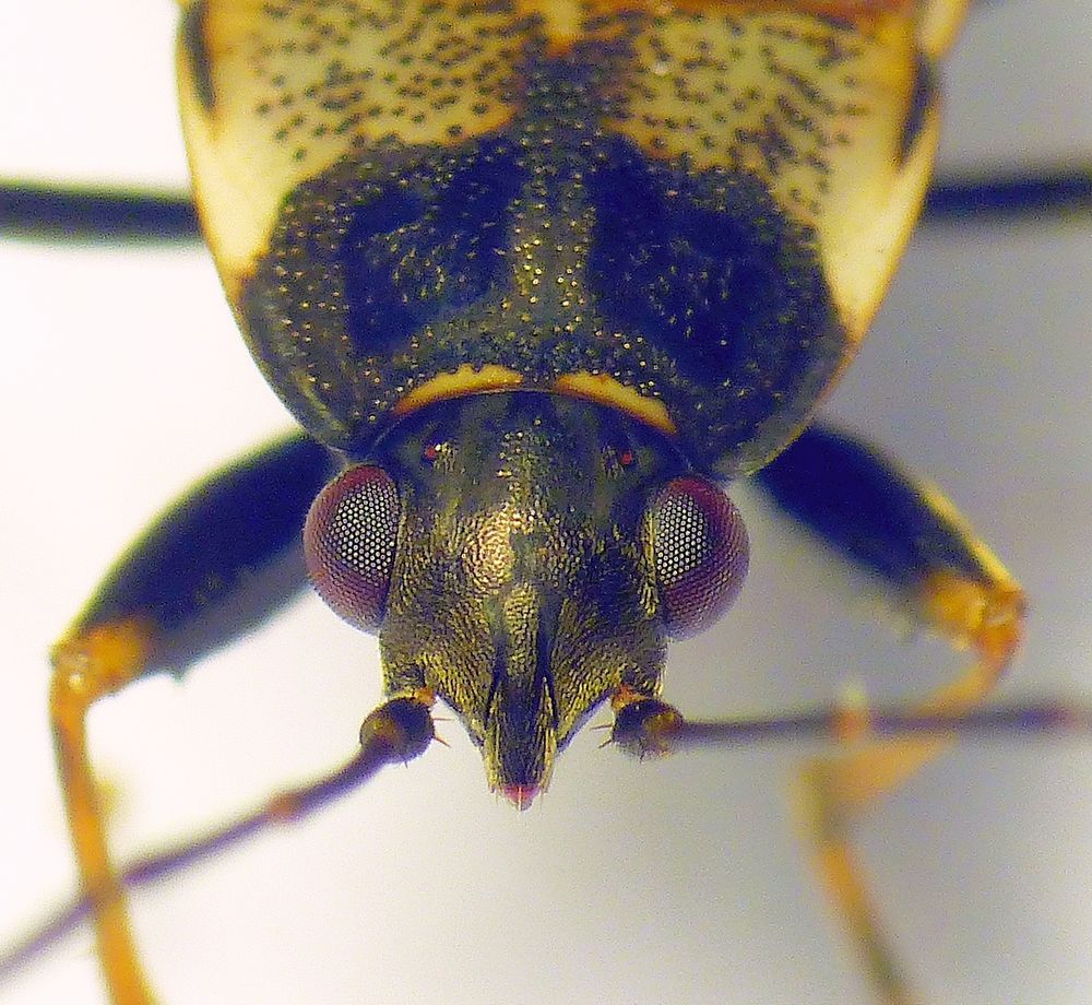 Rhyparochromus vulgaris - Detailansicht