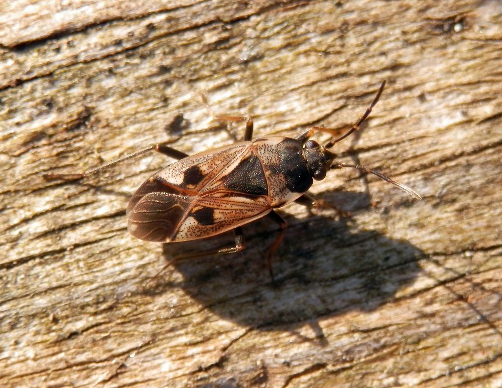 Rhyparochromus vulgaris - Recht gut getarnt auf Totholz