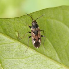 Rhyparochromus vulgaris - Wanze ohne deutschen Namen