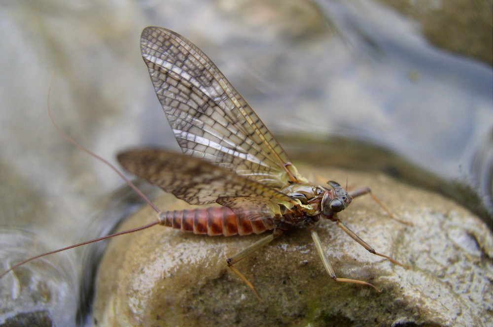 Rhytrogena germanica