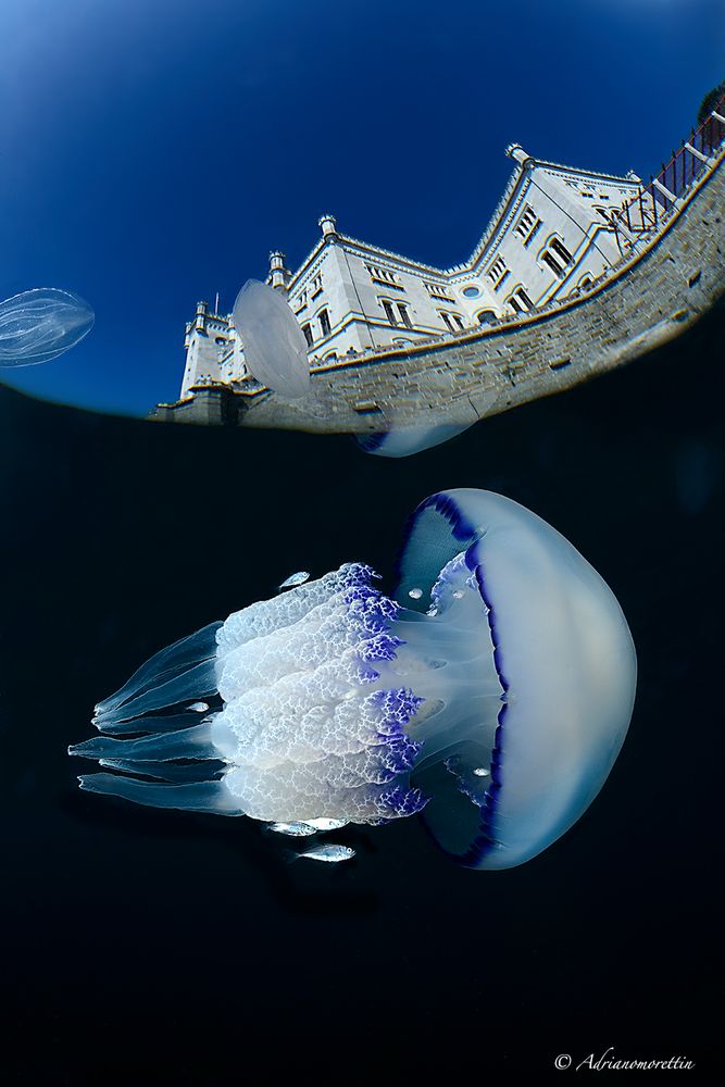 Rhyzostoma pulmo sotto il castello di Miramare