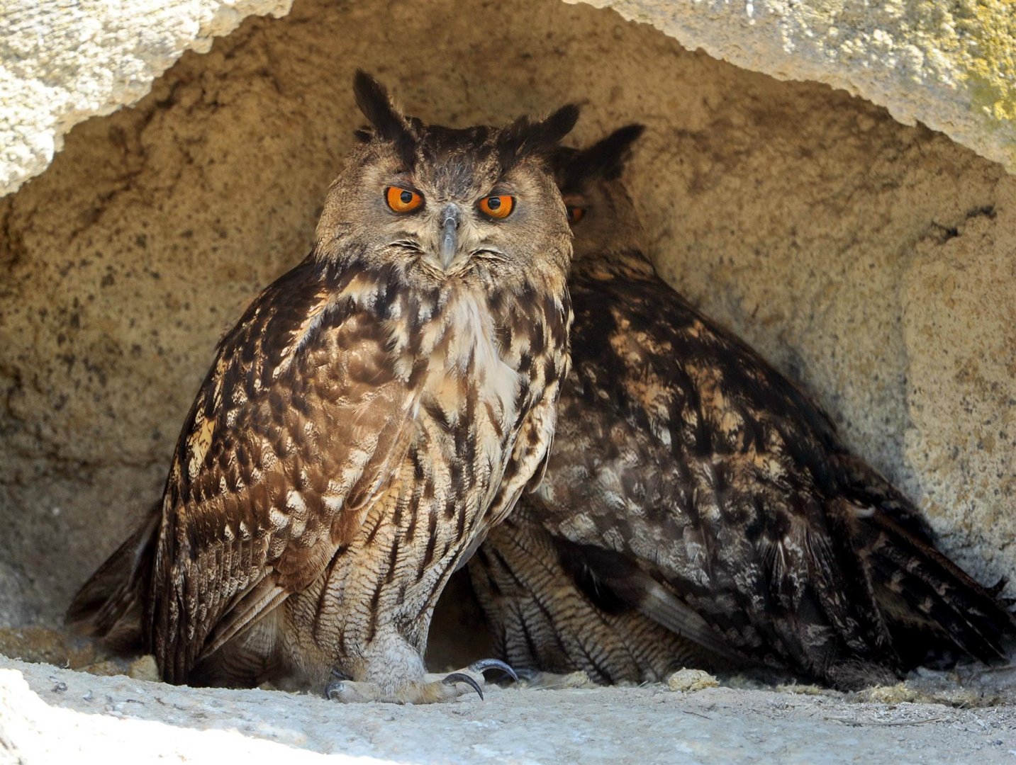 riabilitazione Bubo bubo al pont