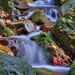 Riachuelo en el Montseny