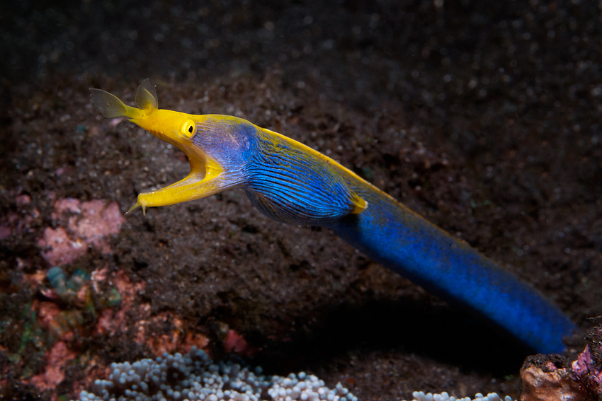 Ribbon Eel - Rhinomuraena quaesita - Geistermuräne