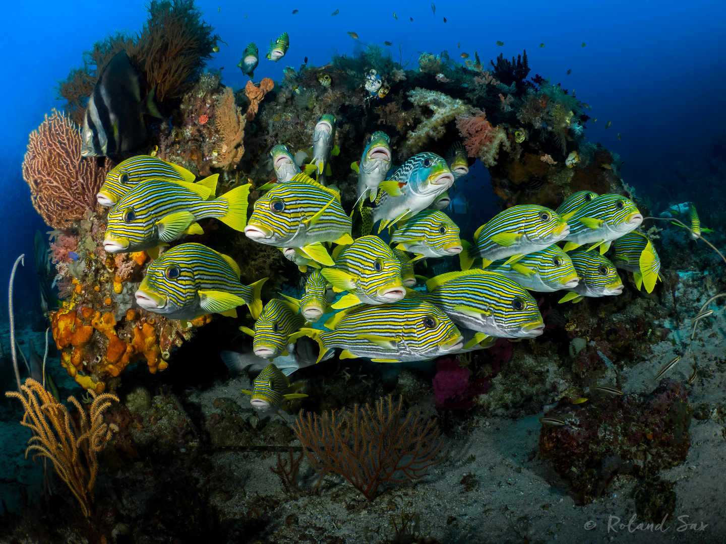 ribboned sweetlips (plectorhinchus polytaenia)