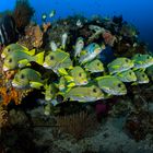 ribboned sweetlips (plectorhinchus polytaenia)