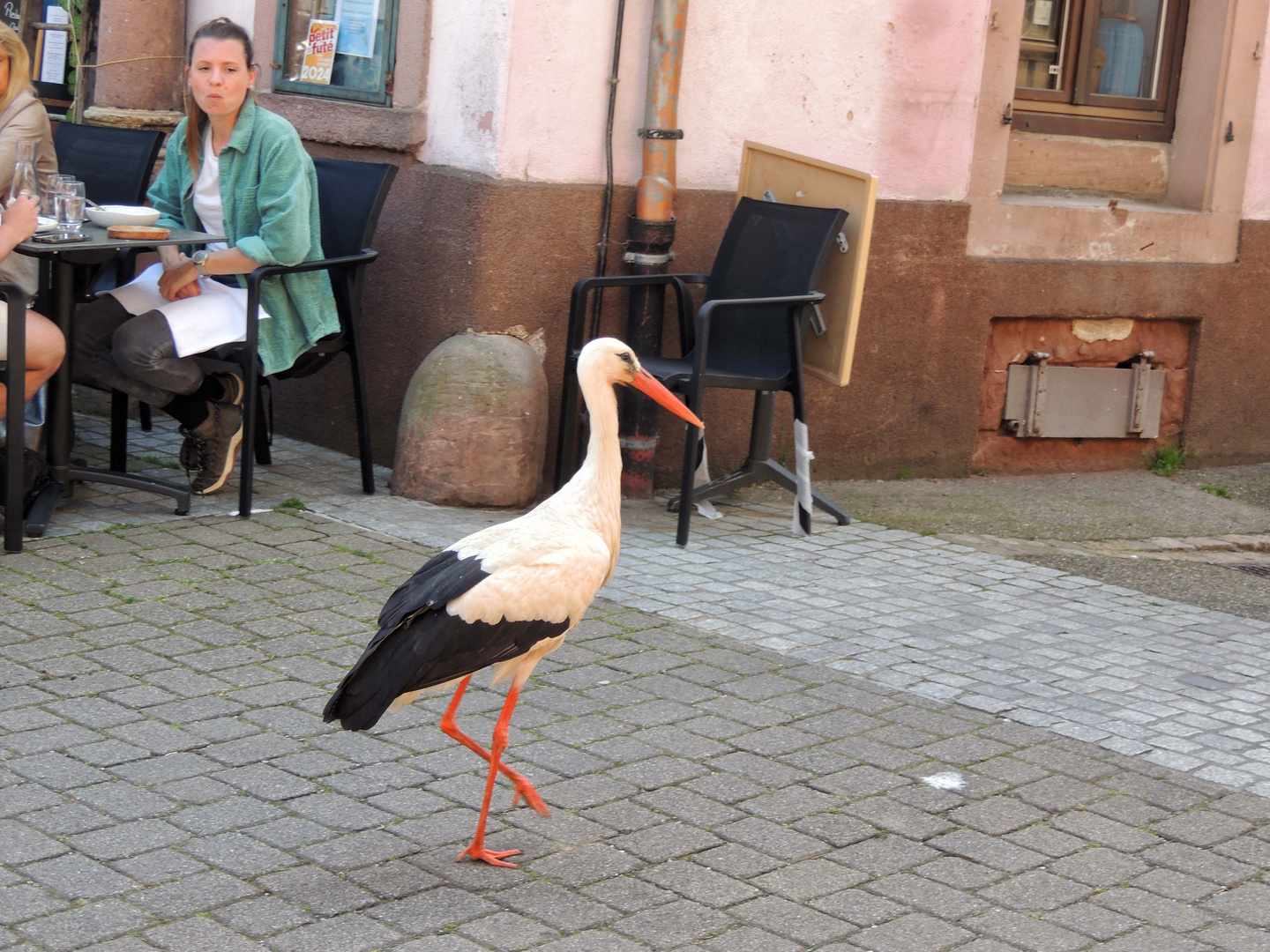 Ribeauvillé, cigogne en vadrouille