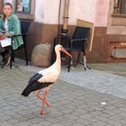 Ribeauvillé, cigogne en vadrouille