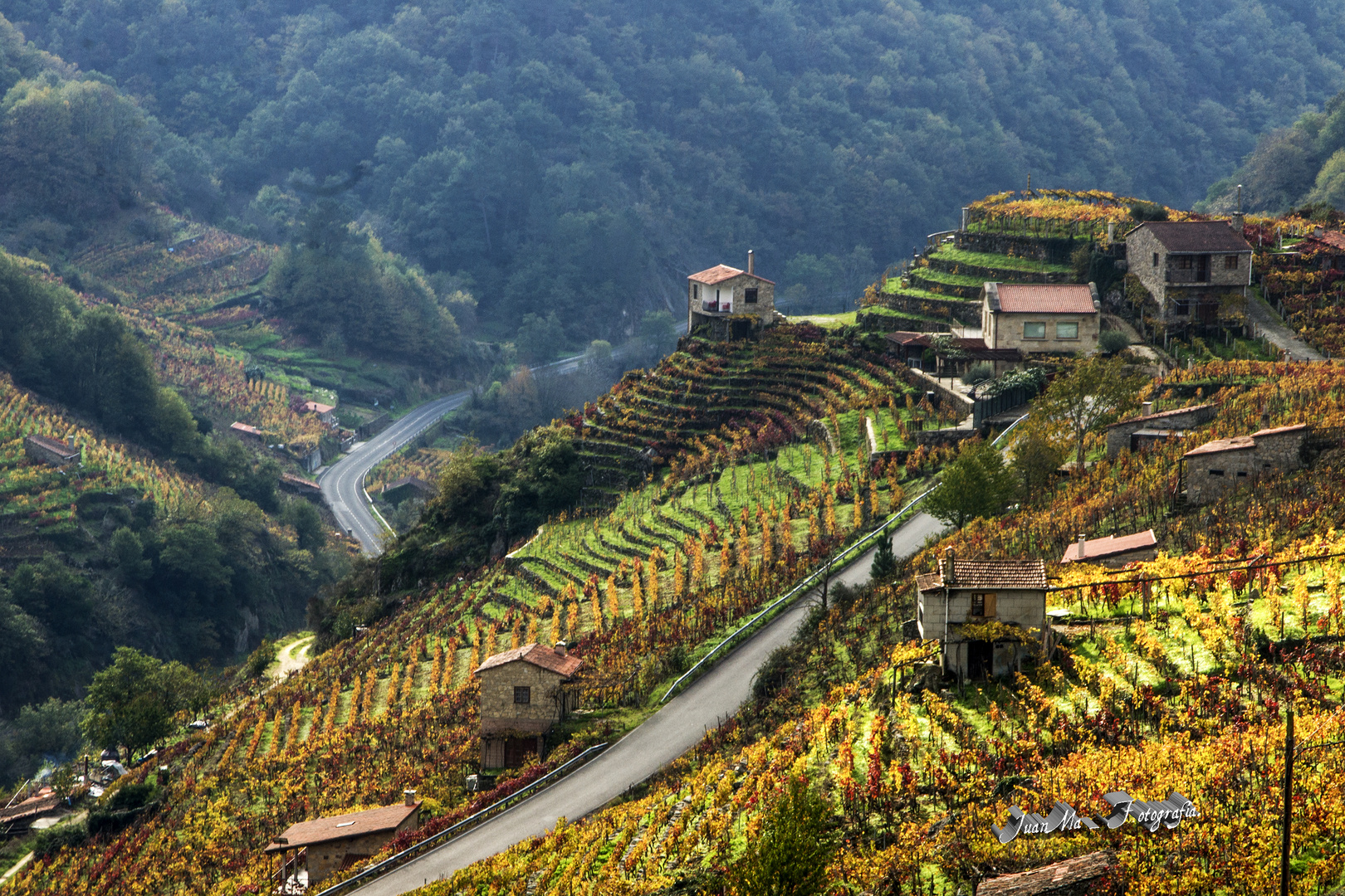 Ribeira Sacra Lucense: Aromas  Gallegos.