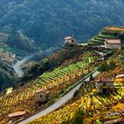 Ribeira Sacra Lucense: Aromas  Gallegos.