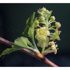 Ribes alpinum