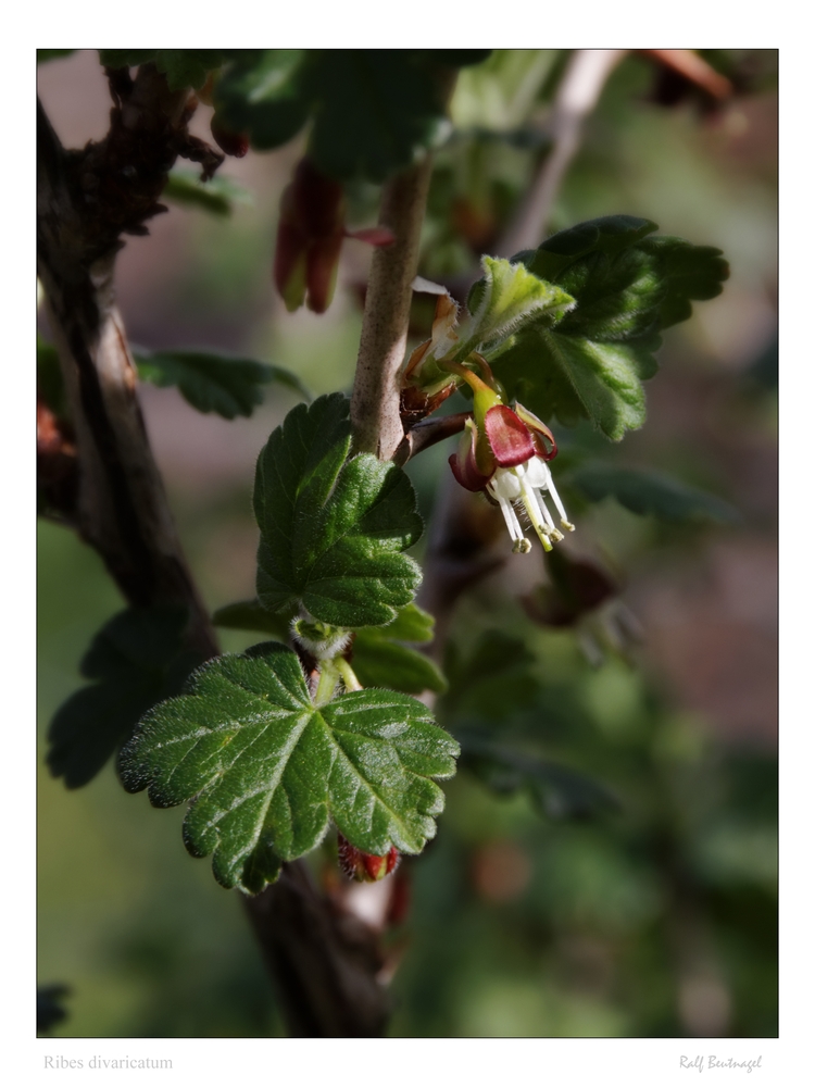 Ribes divaricatum