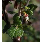 Ribes divaricatum