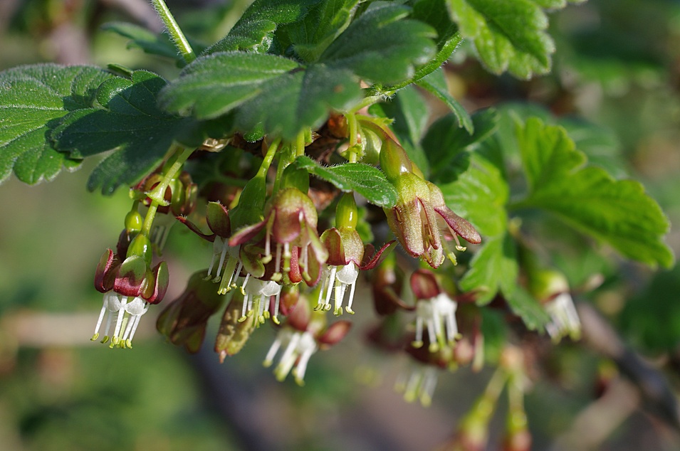 Ribes divaricatum, Familienerbstück