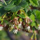 Ribes divaricatum, Familienerbstück