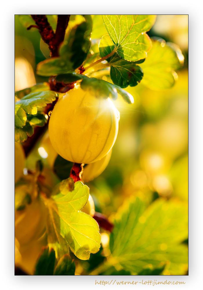 Ribes grossularia (Stachelbeere)