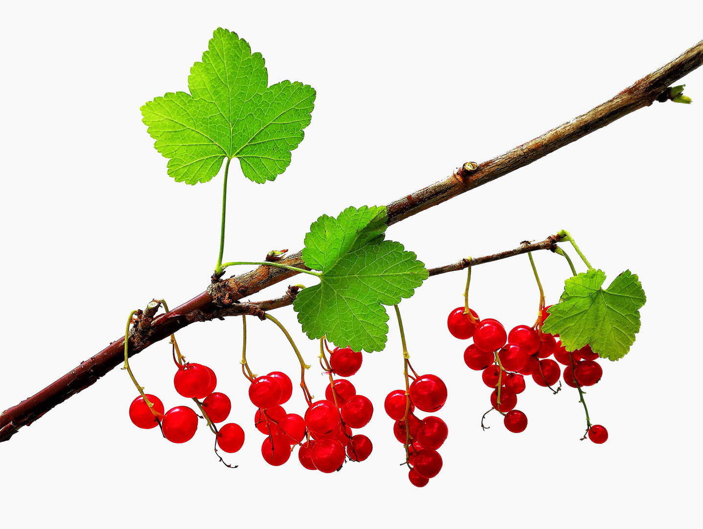 Ribes rubrum