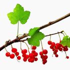 Ribes rubrum