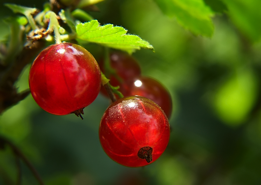 Ribes rubrum