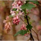 Ribes sanguineum