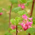 Ribes sanguineum