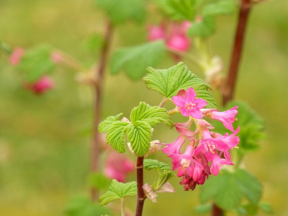 Ribes sanguineum