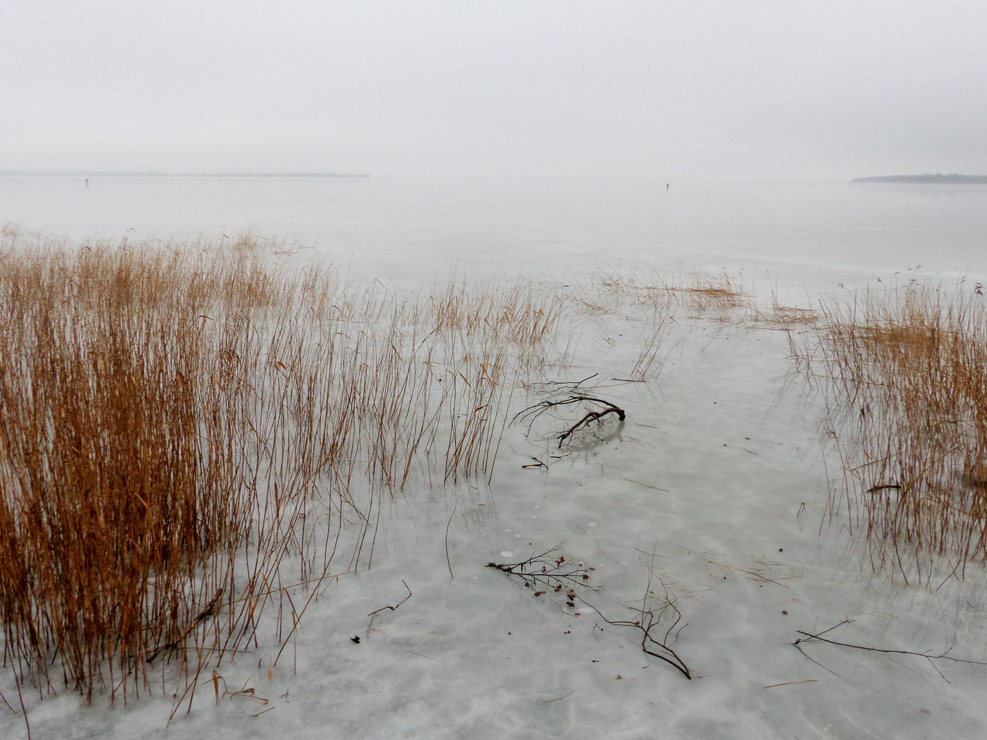 Ribnitzer Bodden im Nebel