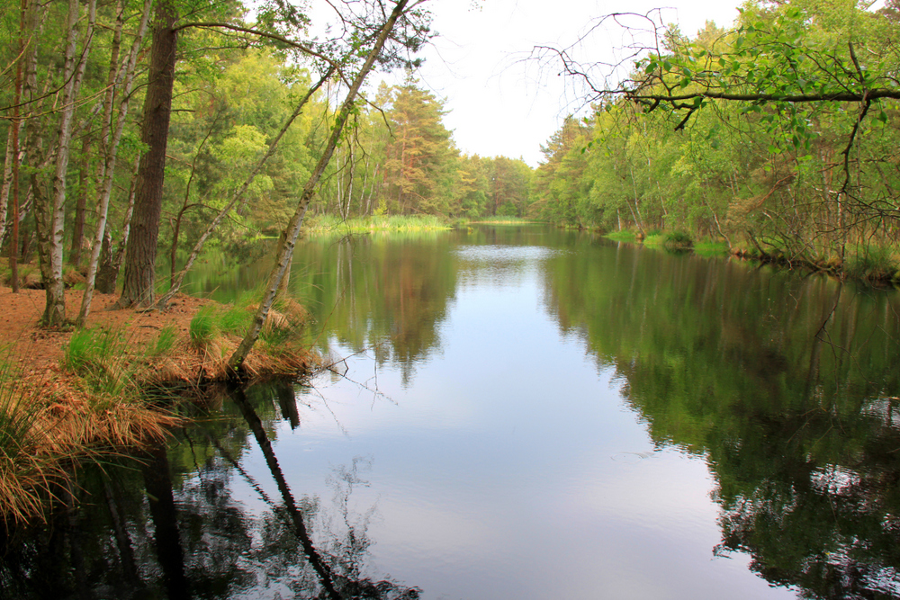 Ribnitzer Großes Moor (13)