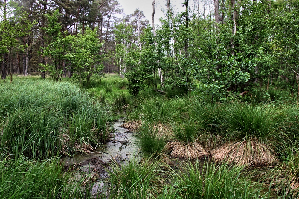Ribnitzer Großes Moor (16) Foto & Bild deutschland, europe