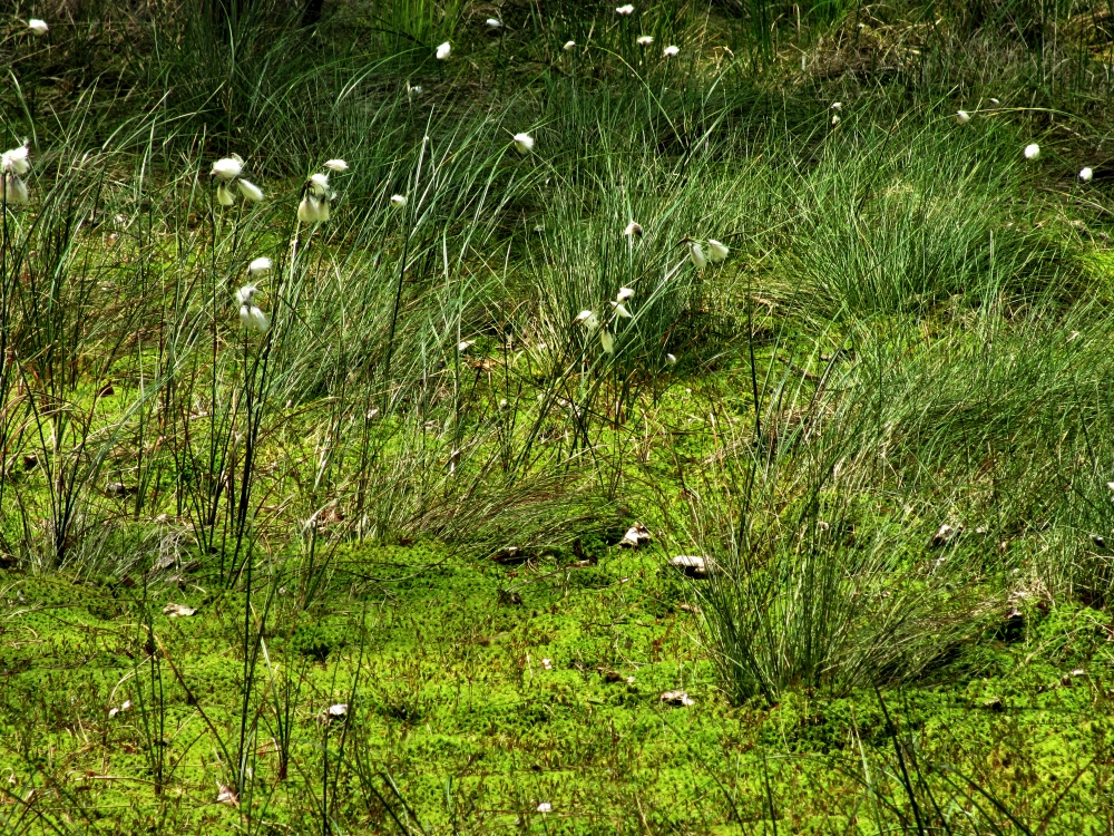 Ribnitzer Großes Moor (23)