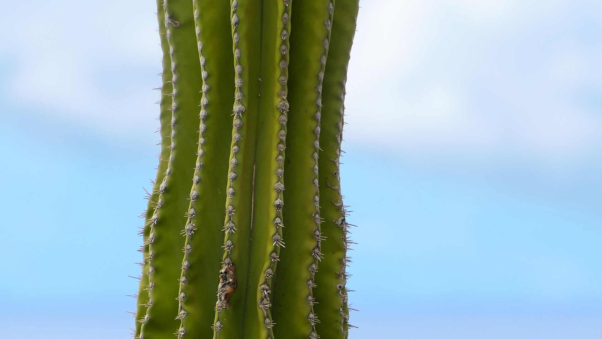 ... ribs of an old cactus