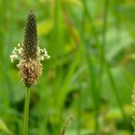 Ribwort Plantain