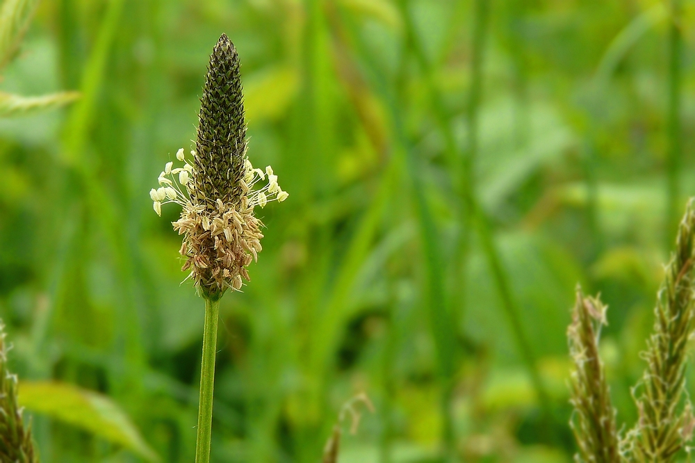 Ribwort Plantain