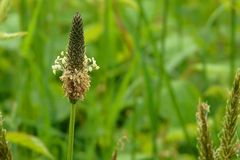 Ribwort Plantain