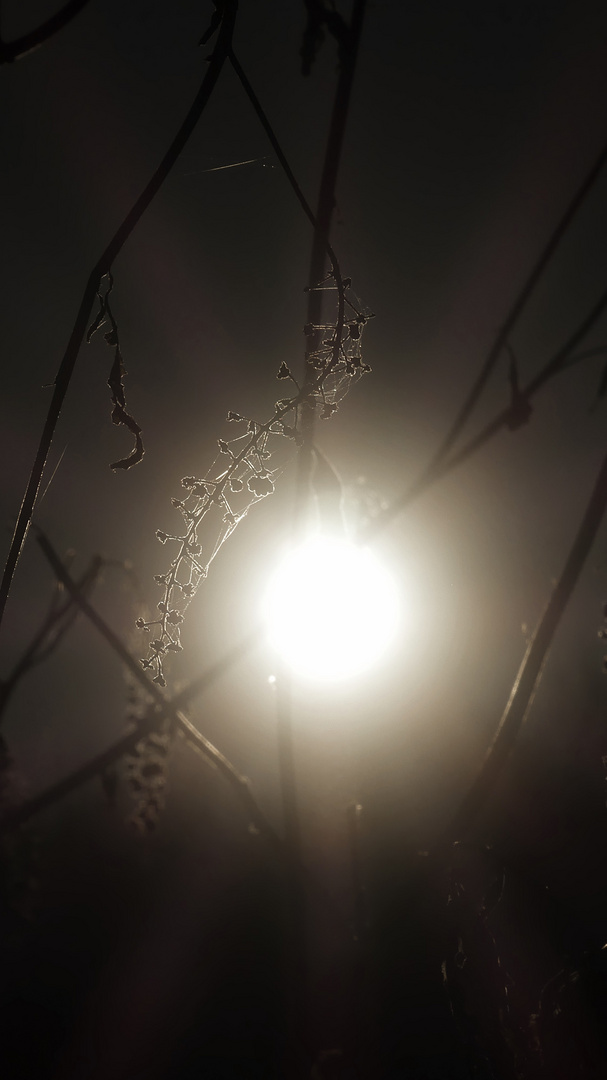 Ricami di luce in un campo d'inverno 