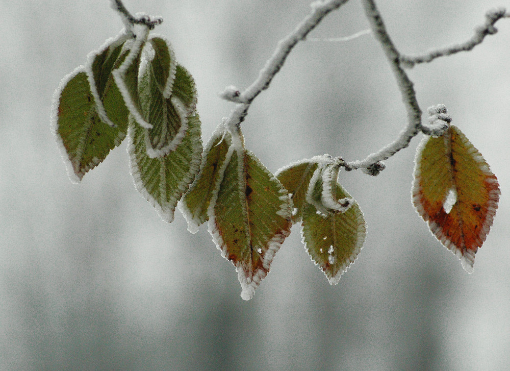 Ricami invernali