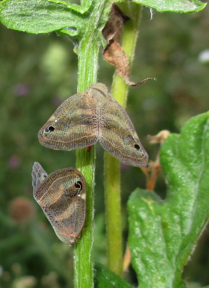 Ricania japonica Melichar, 1898 2