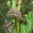 Ricania japonica Melichar, 1898 2