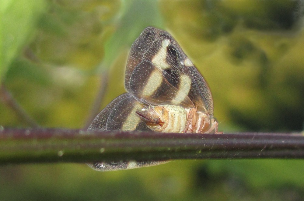 Ricania japonica Melichar, 1898