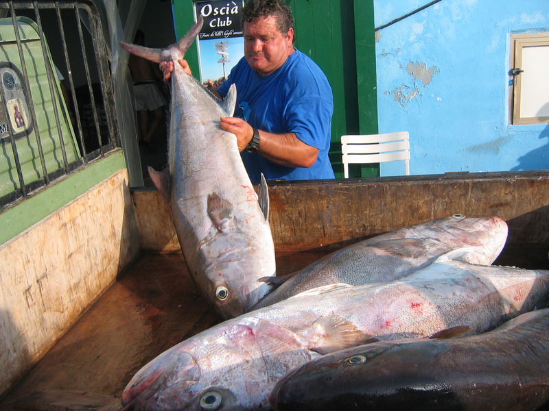 Ricciole appena pescate