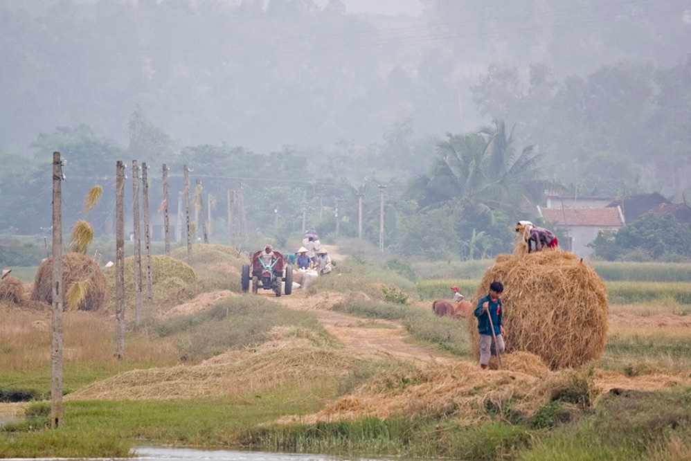 Rice Crop